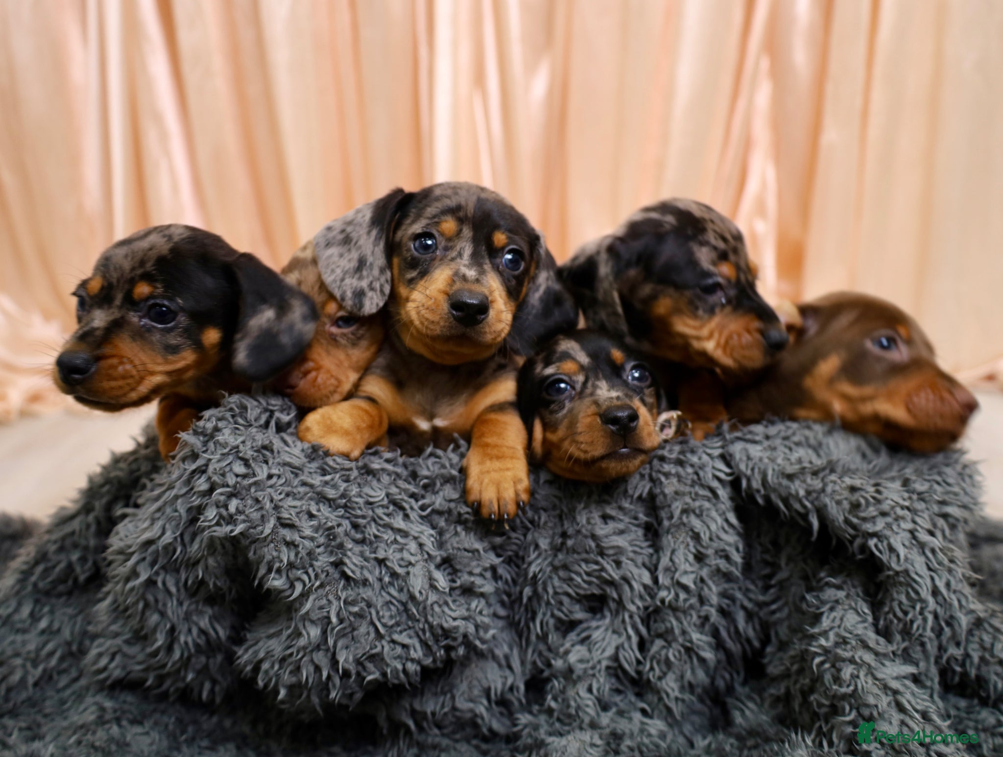 Dachshund dogs Adorable Dachshund Puppies Ready for Forever Homes - Advert 2