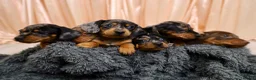 Dachshund dogs for sale: Adorable Dachshund Puppies Ready for Forever Homes - Advert 2