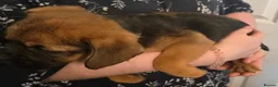 Mixed Breed dogs for sale: Gorgeous Fluffy Frenchy and Border Terrier mixed  - Advert 10
