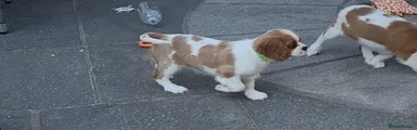 Cavalier King Charles Spaniel 2