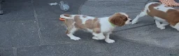 Cavalier King Charles Spaniel dogs for sale: Cavalier King Charles Spaniel Puppies  - Advert 8