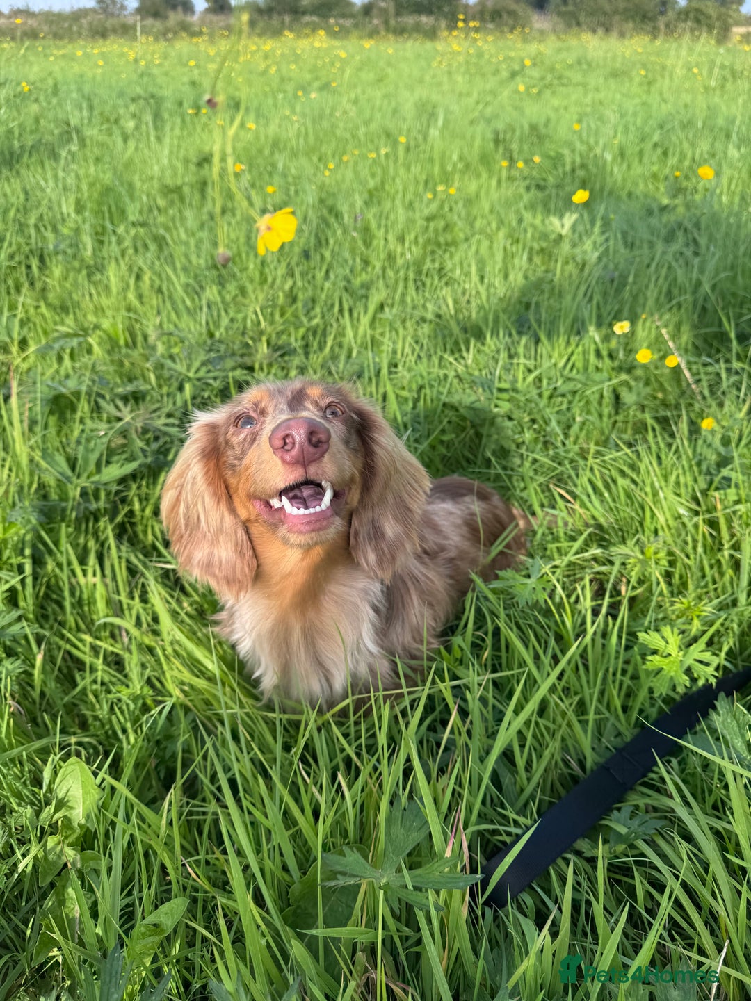 Dachshund dogs for stud: Chocolate Dapple Long-Haired Dachshund stud - Image 5
