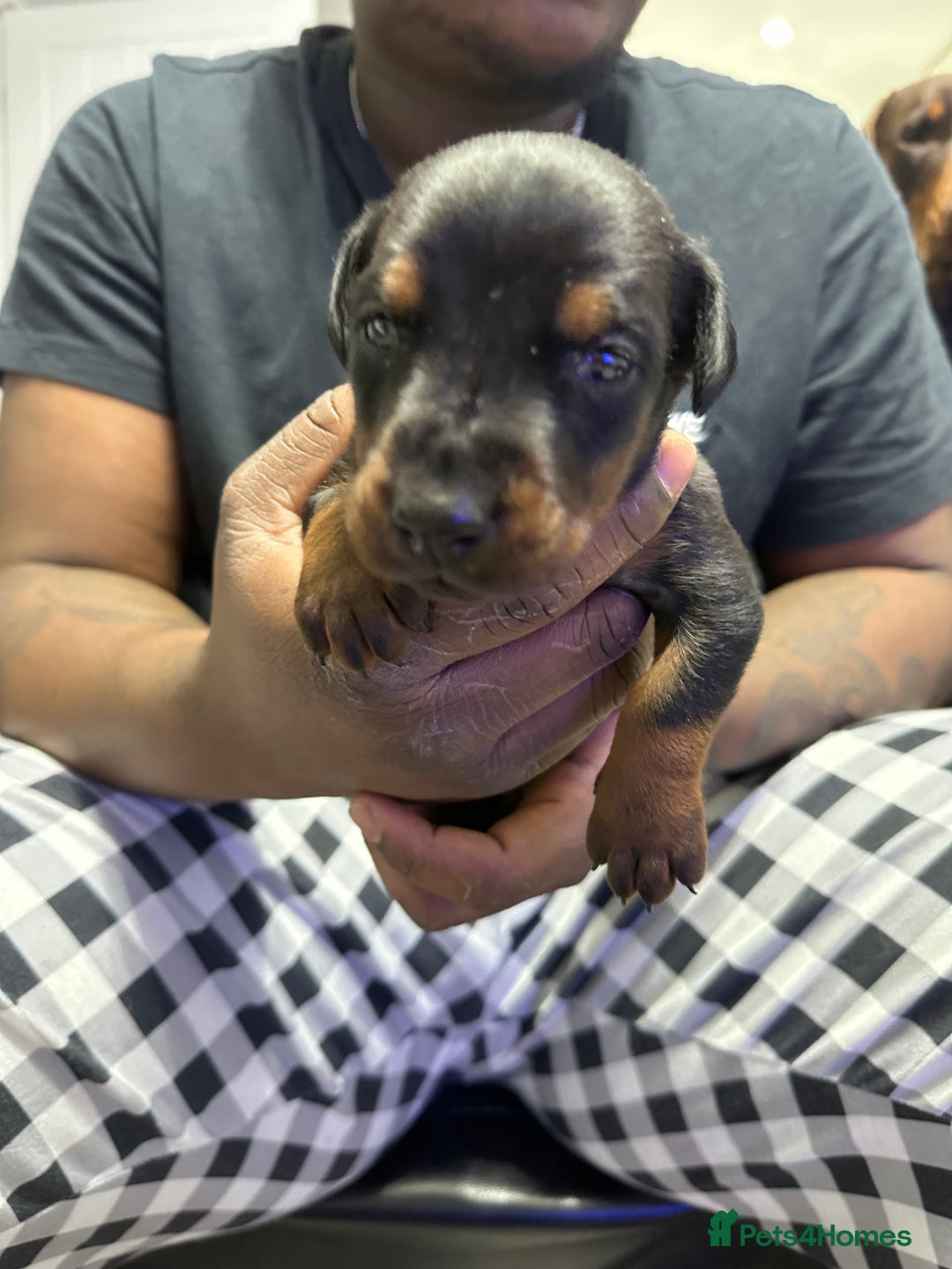 Dobermann dogs for sale: Top quality doberman  - Advert 9