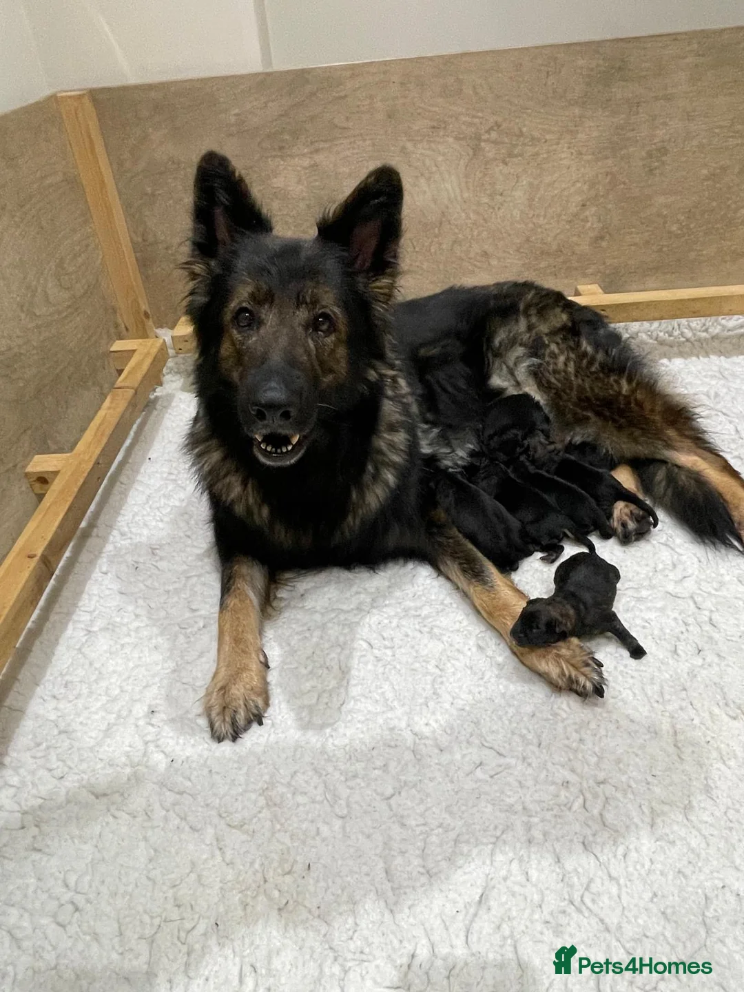 German Shepherd dogs for sale: KC LONG HAIR HEALTH TEST GERMAN SHEPHERD PUPPIES  - Advert 1