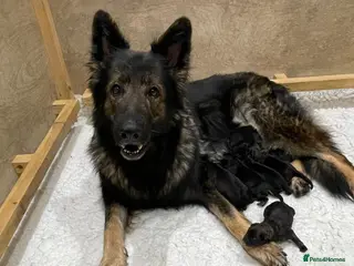 German Shepherd dogs KC LONG HAIR HEALTH TEST GERMAN SHEPHERD PUPPIES - Advert 3