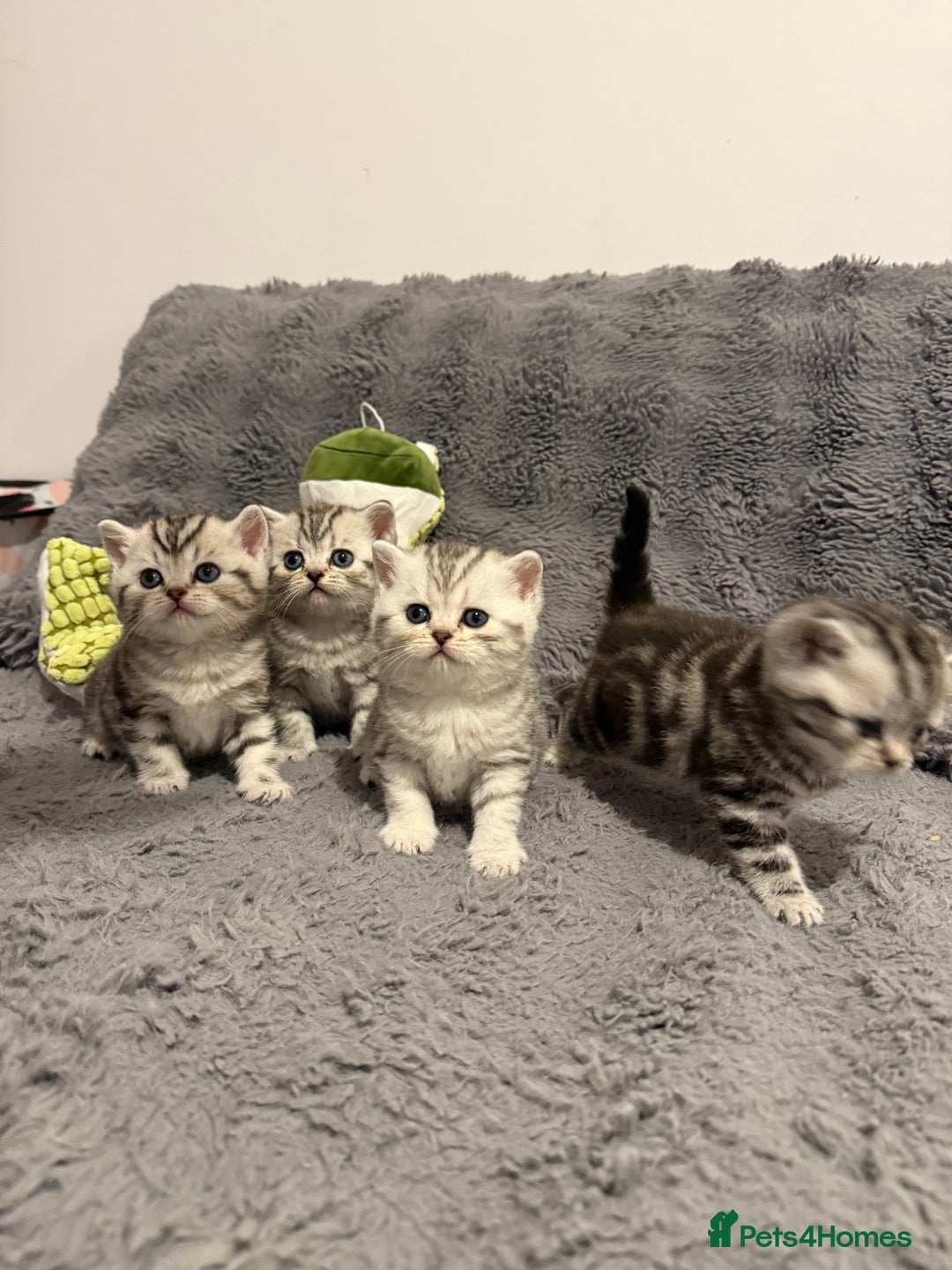 Scottish Fold cats for sale: 🐾 Adorable Scottish Straight kittens  - Advert 4