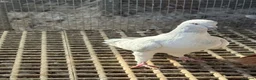 Pigeons birds for sale: Pigeons - Advert 9