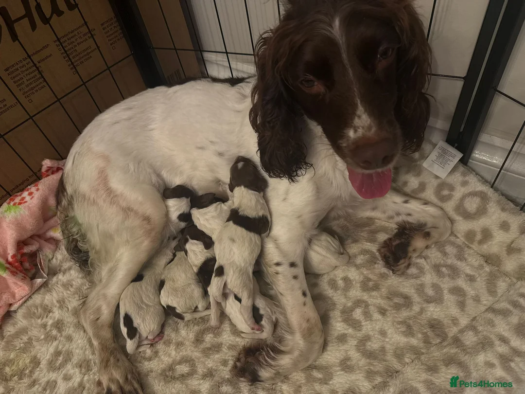English Springer Spaniel dogs for sale: Pure springer puppies - Advert 24
