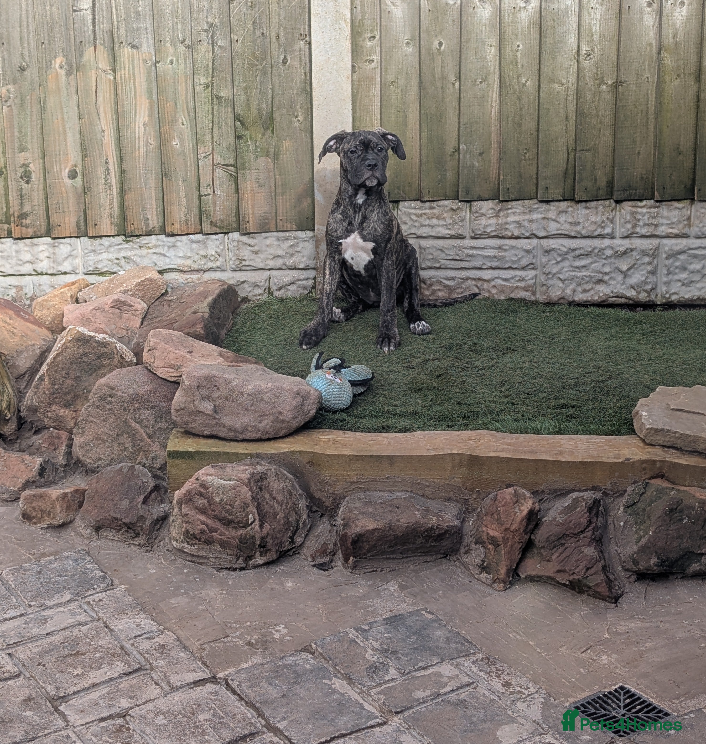 Cane Corso dogs Female cane corso puppies  - Advert 3