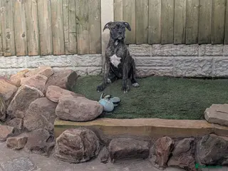 Cane Corso dogs Female cane corso puppies - Advert 3