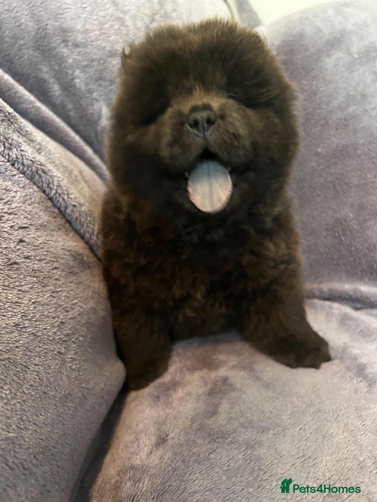 Chow Chow dogs Gorgeous chow chow puppies 2 boys left  - Advert 2