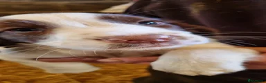 English Springer Spaniel 5
