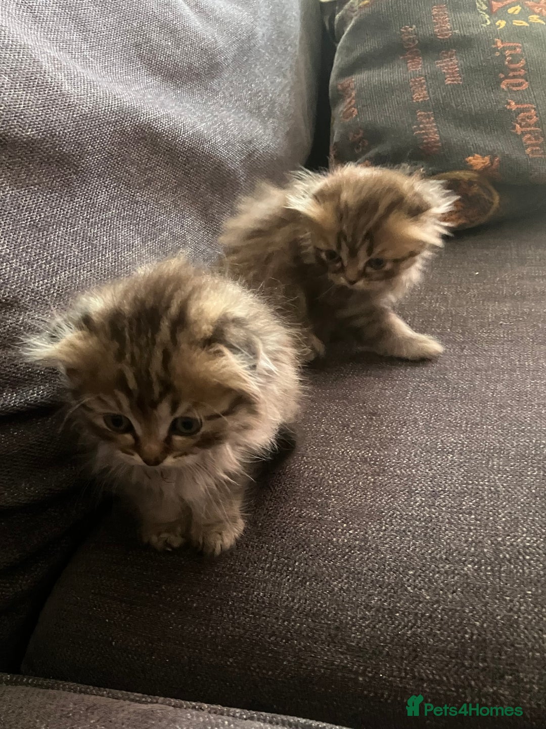 Scottish Fold cats for sale: 1 fold 2 straight Scottish darlings  - Image 28