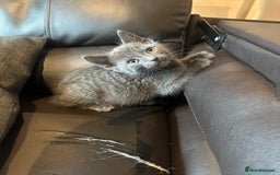 Russian Blue cats for sale: Adorable Silver Grey Russian blue kittens - Image 13