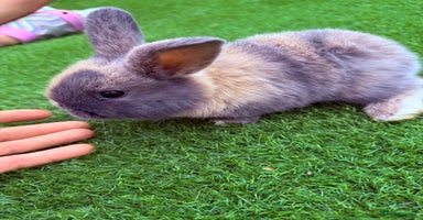 Mini Lop rabbits - Advert 7