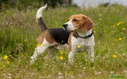 Beagle dogs for stud: Pedigree Beagle for Stud in Aldershot - Image 2
