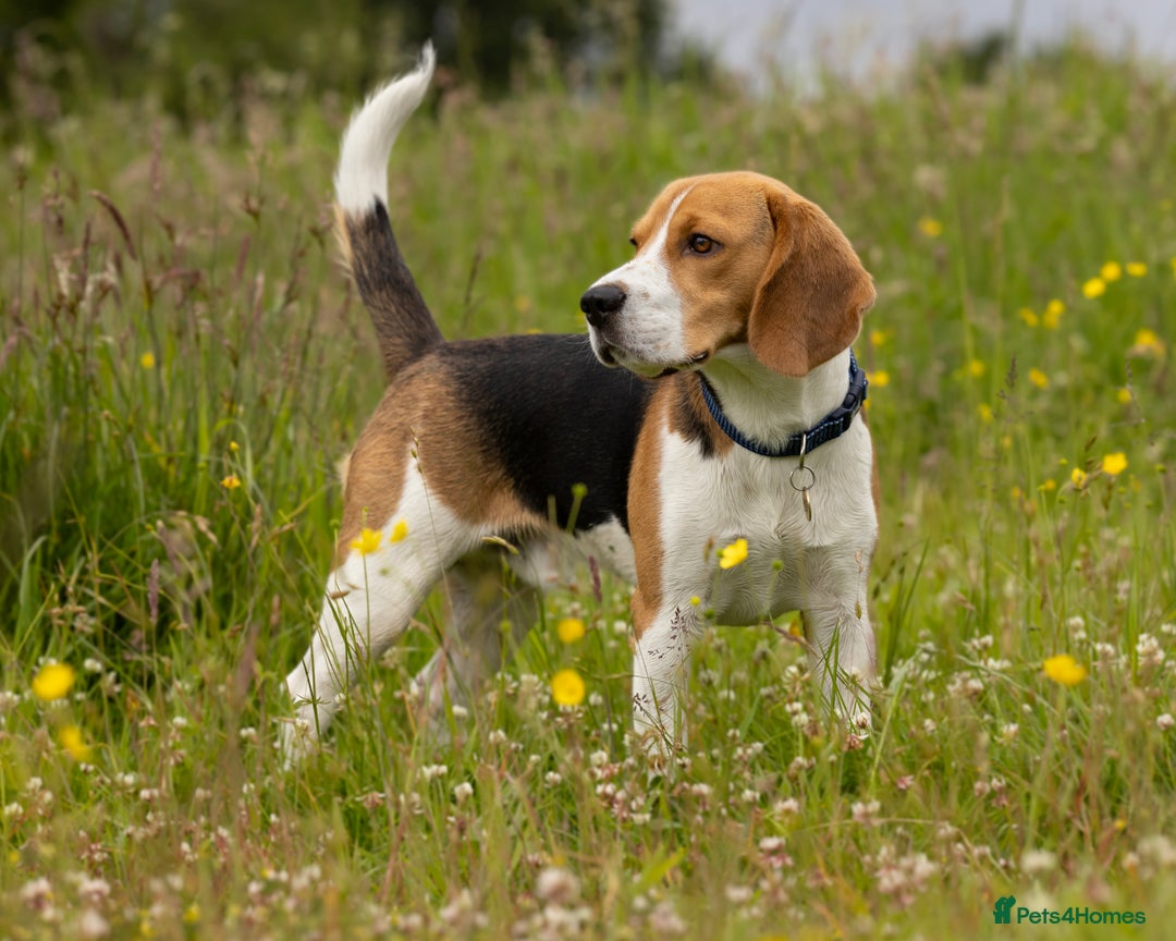 Beagle dogs for stud: Pedigree Beagle for Stud in Aldershot - Image 2