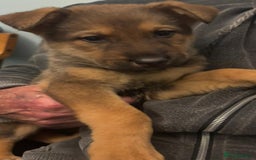 Mixed Breed dogs for sale: German shepherd x Alaskan malamute - Image 7