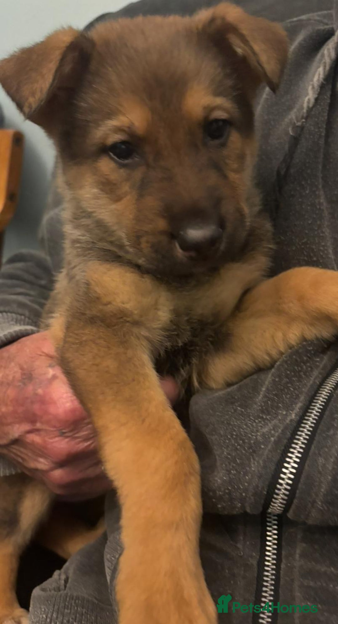 Mixed Breed dogs for sale: German shepherd x Alaskan malamute - Image 7
