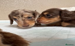 Miniature Dachshund dogs for sale: Miniature Long Haired Dachshund **Last Boy** in Saint Helens - Image 19