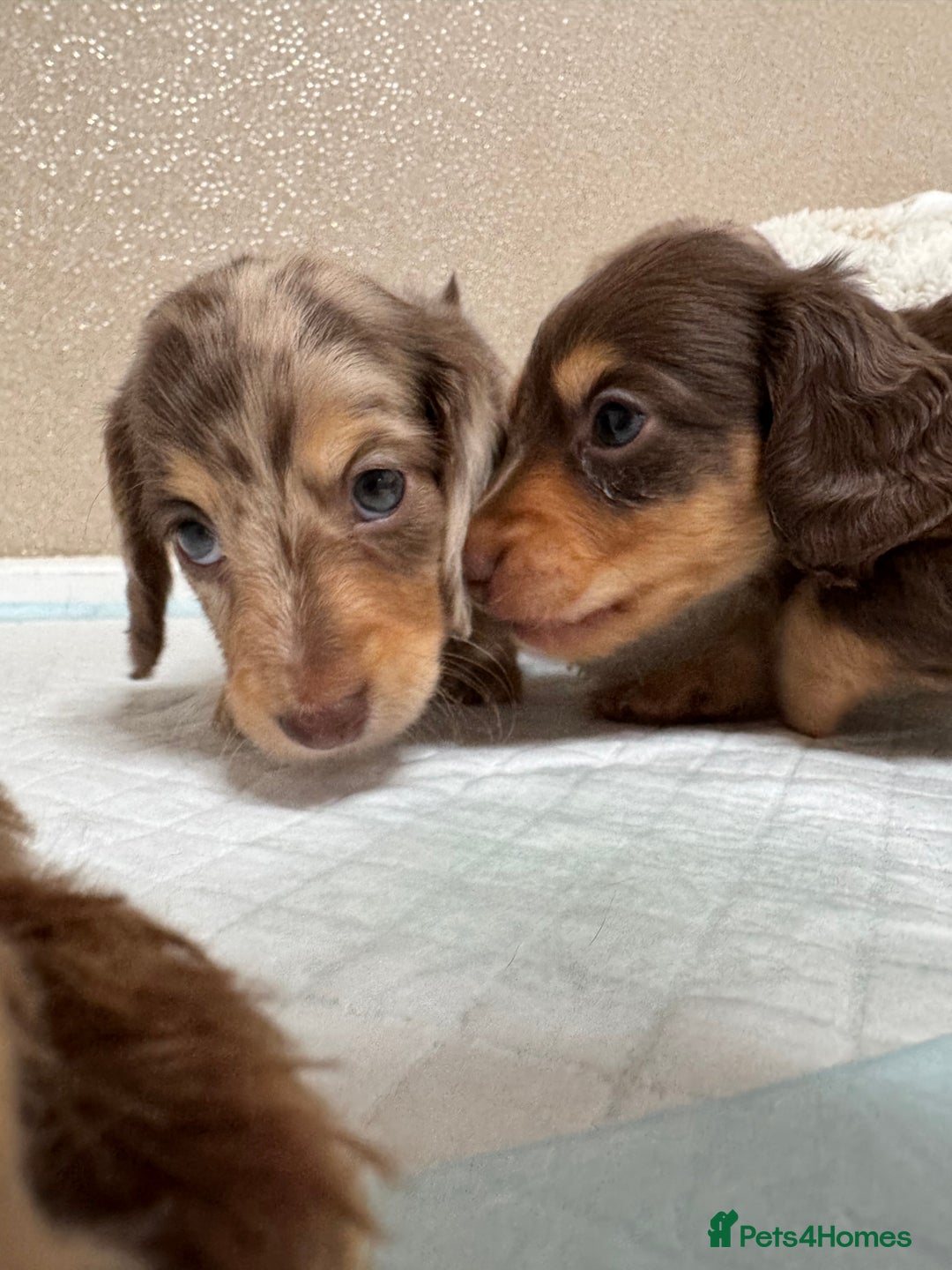 Miniature Dachshund dogs for sale: Miniature Long Haired Dachshund **Last Boy** in Saint Helens - Image 19