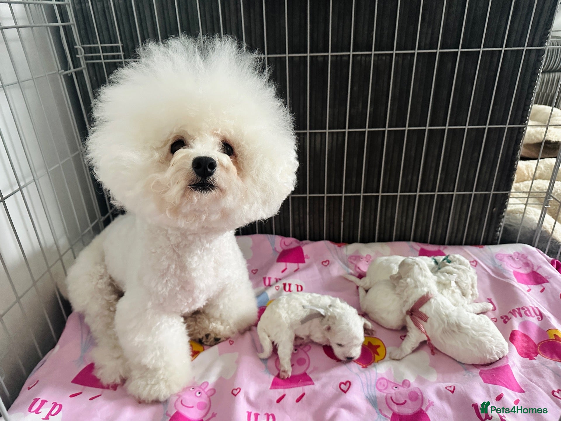 Bichon Frise dogs Pure Pedigree Champion Bloodline Bichon Frise 🐾🐶 - Advert 2