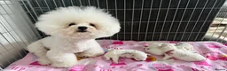 Bichon Frise dogs for sale: Pure Pedigree Champion Bloodline Bichon Frise 🐾🐶 - Advert 2