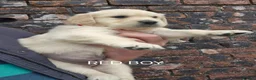 Golden Retriever dogs for sale: KC GOLDEN RETRIEVER PUPS SHOW CHAMPION PEDIGREE  - Advert 24