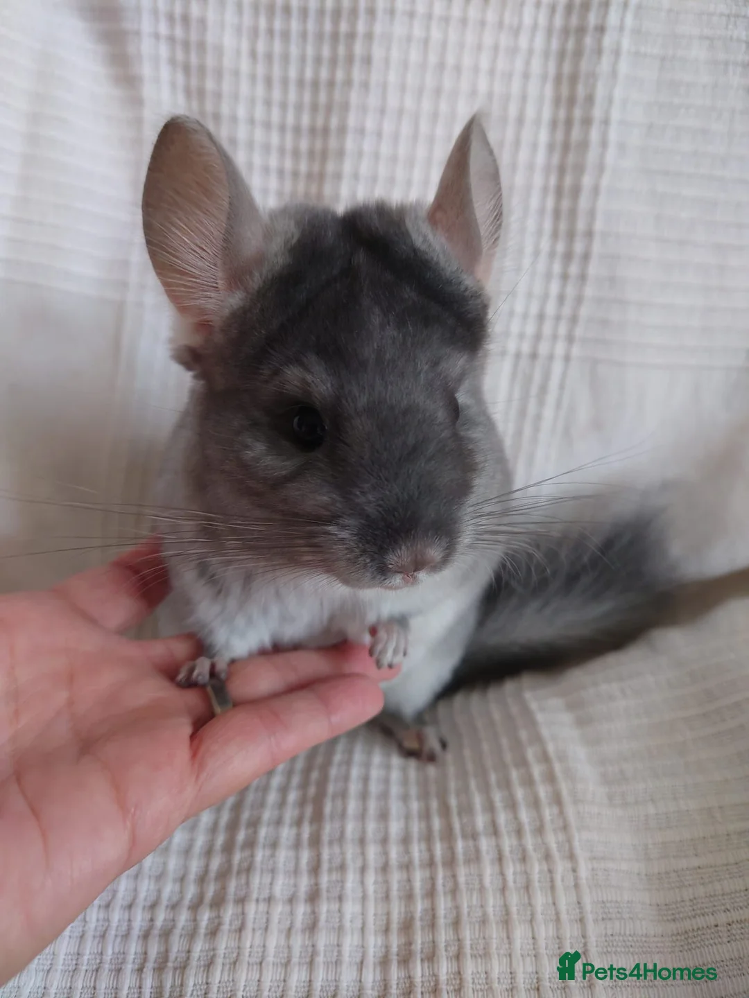 Chinchilla rodents for sale: Royal Blue RPAc male kit chinchilla - Advert 1