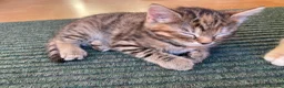 Mixed Breed cats for sale: Tabby kittens for sale in pair, sister and brother in Haverhill - Advert 4