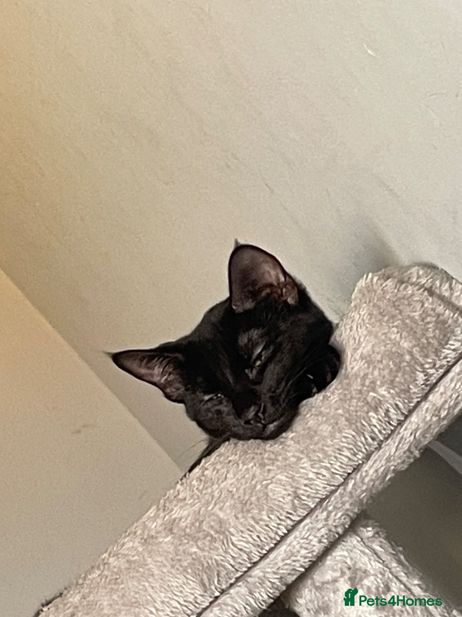 Mixed Breed cats 7 month old black kitten for sale  - Advert 1