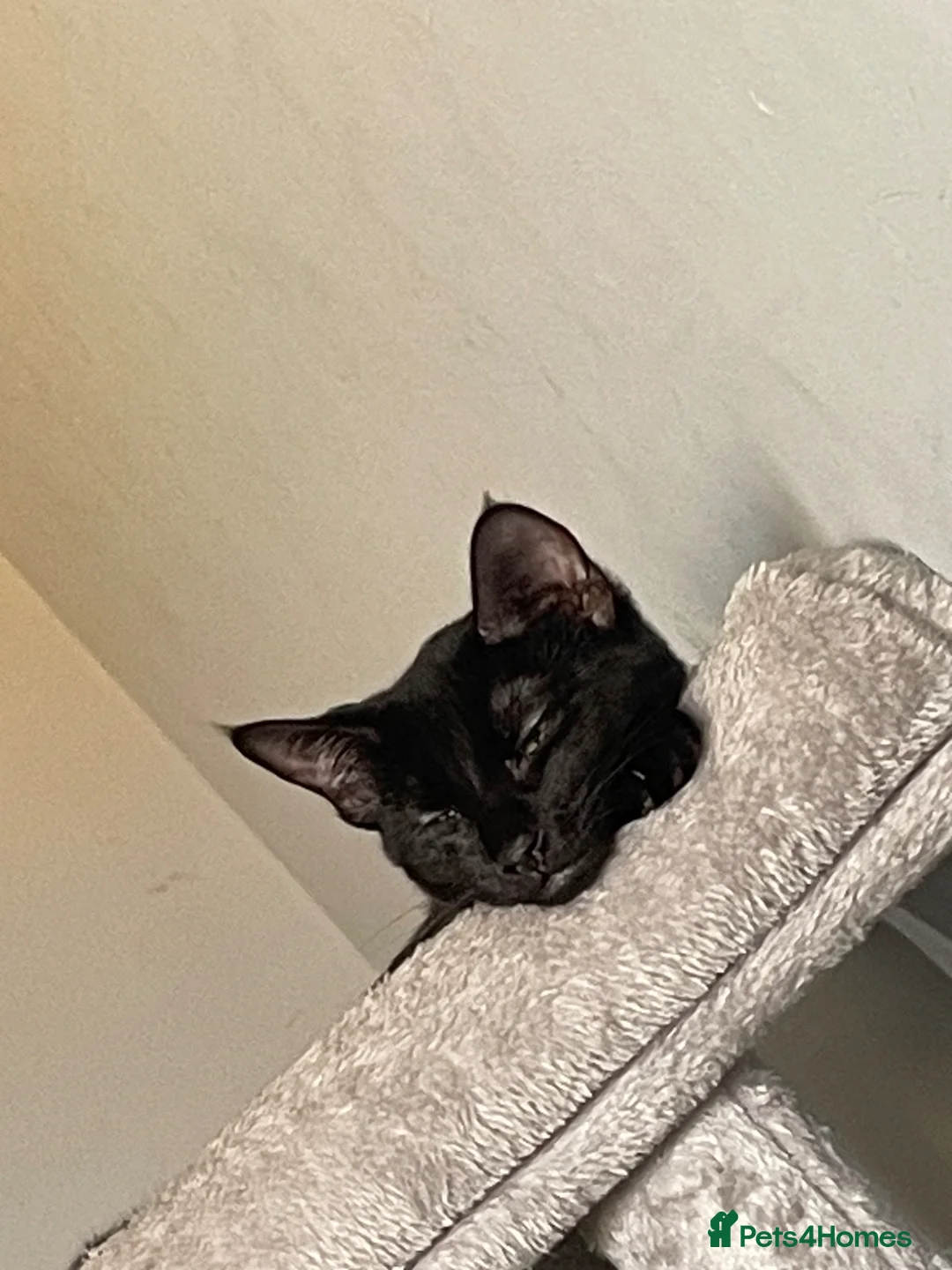 Mixed Breed cats for sale: 7 month old black kitten for sale  - Advert 1