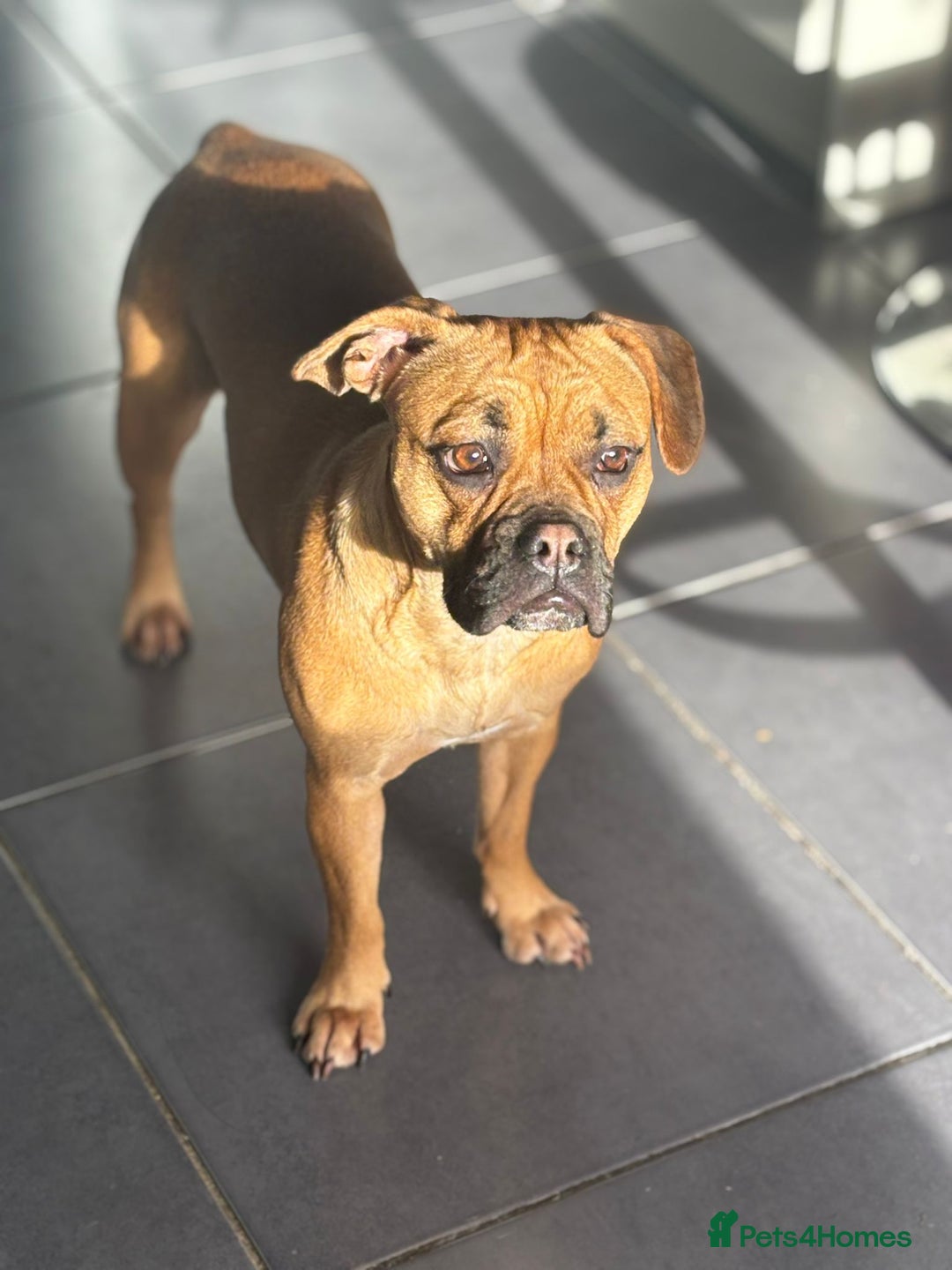 Mixed Breed dogs for sale: Beautiful French bulldog cross  - Image 2