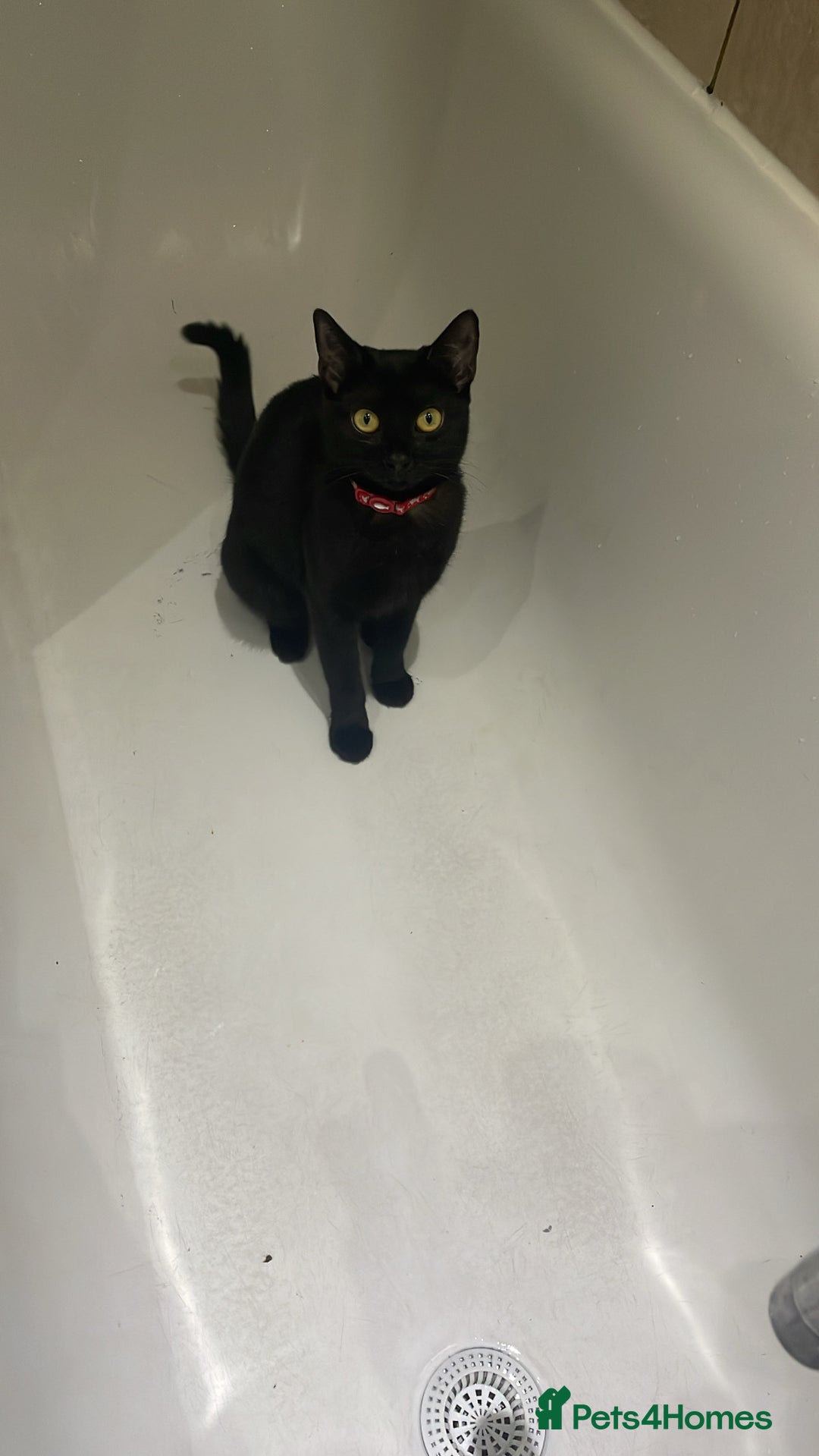 Mixed Breed cats for sale: Beautiful black cat - Advert 3