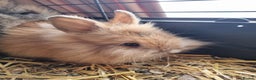 Lionhead rabbits for sale: Two Beautiful Lionhead Females  - Advert 5