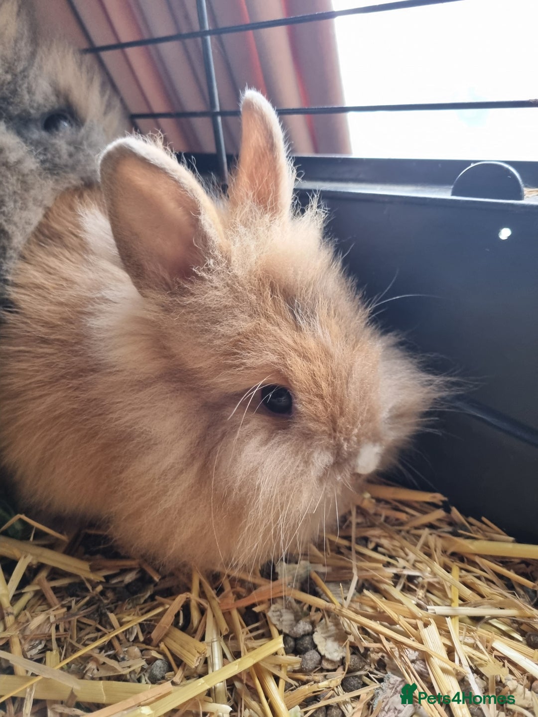 Lionhead rabbits for sale: Two Beautiful Lionhead Females  - Image 5
