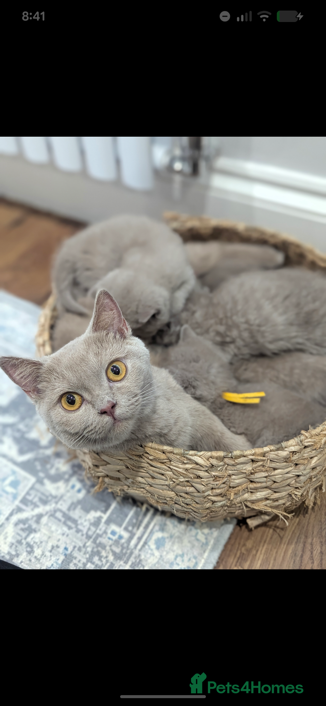 British Shorthair cats for sale: 6 beautiful rare FAWN British Shorthair Kittens ✨ - Advert 10