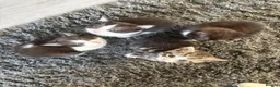 Mixed Breed cats for sale: Beautiful little kittens - Advert 6