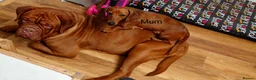 Miniature Dachshund dogs for sale: Beautiful Miniature Puppy Dachsung  - Advert 3