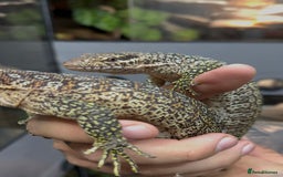 Monitor reptiles for sale: Pair of peacock monitors - Image 3