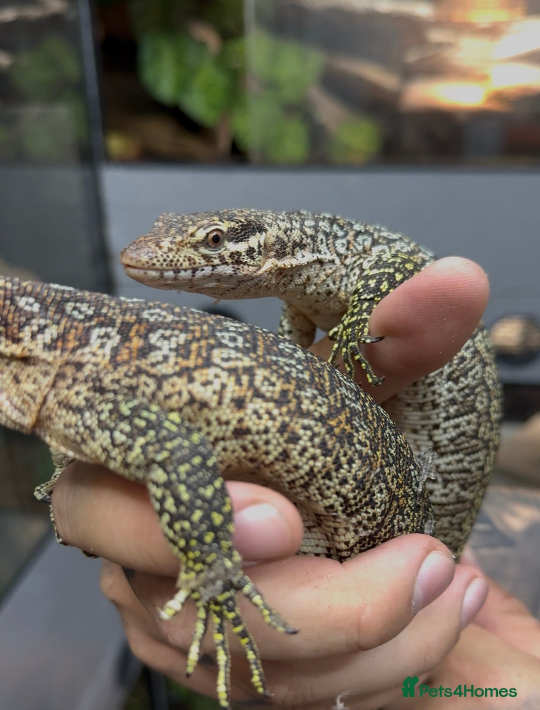 Monitor reptiles for sale: Pair of peacock monitors - Image 3