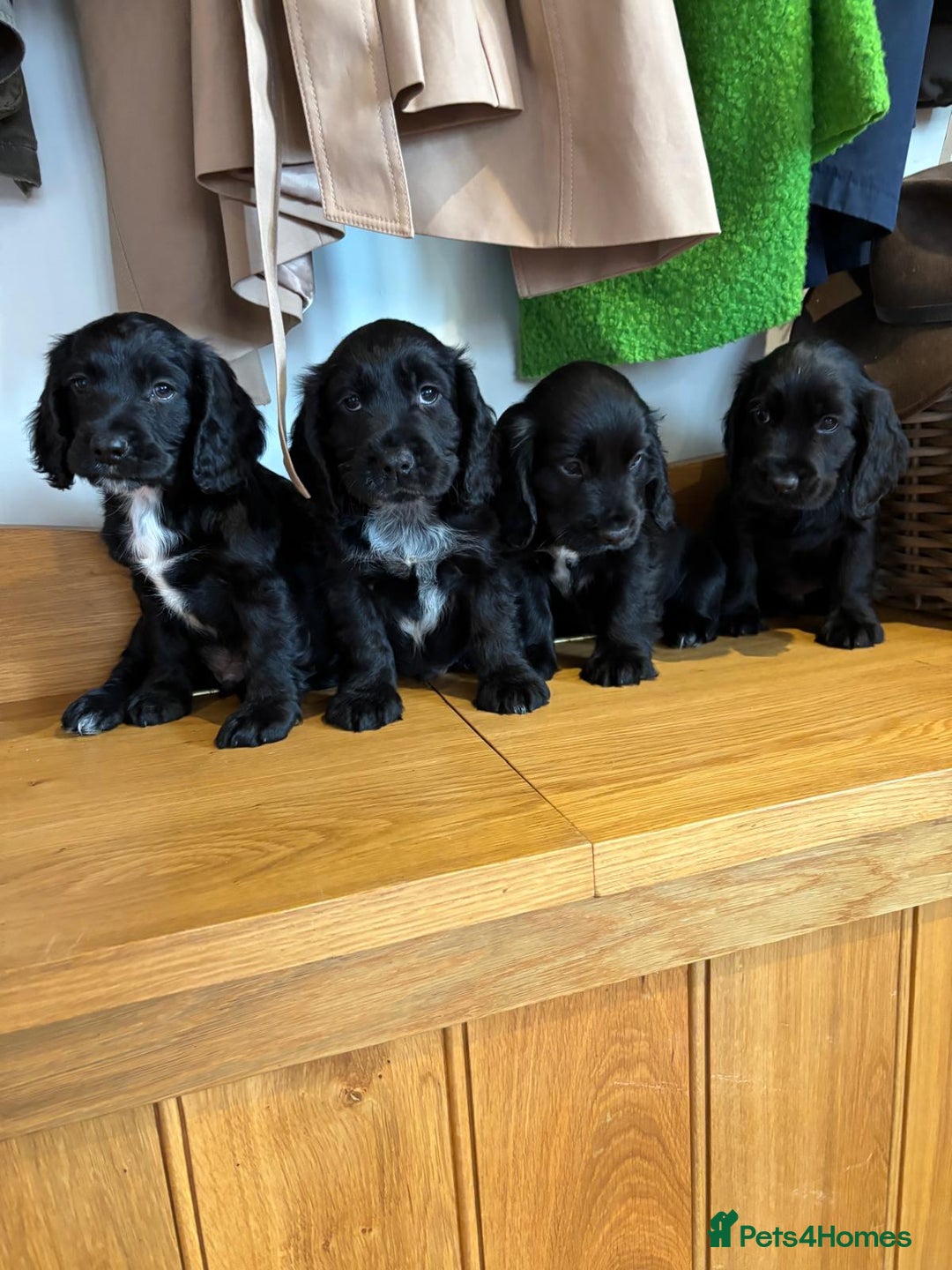 Cocker Spaniel dogs for sale: Quality KC Cocker Spaniels  - Image 11