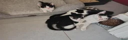 Mixed Breed cats for sale: Beautiful 8 week old 🐈‍⬛ - Advert 10