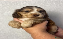 Cocker Spaniel dogs for sale: Show type cocker spaniels  - Image 17