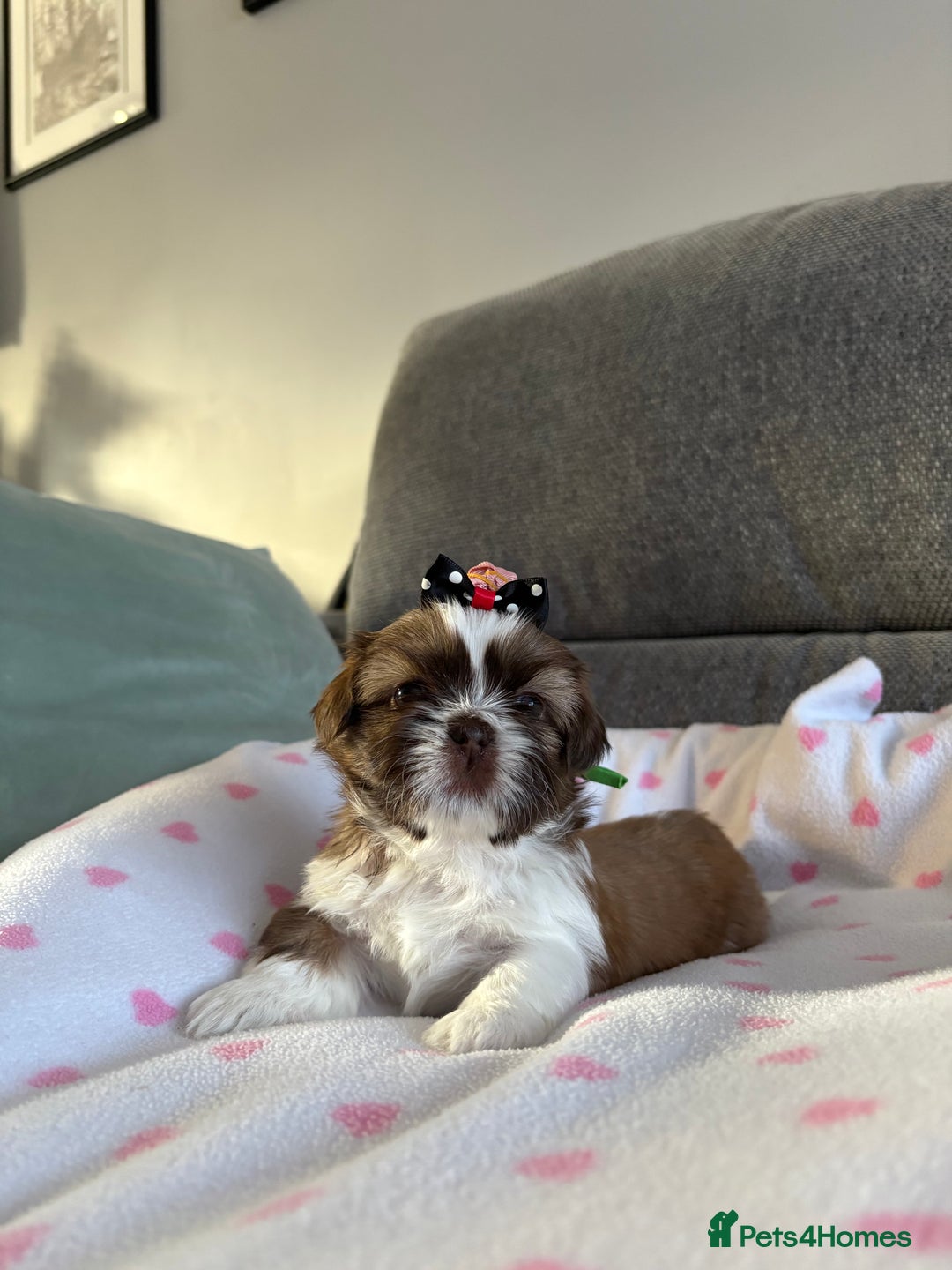 Shih Tzu dogs for sale: Shih tzu puppies - Image 3