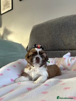 Shih Tzu dogs - Advert 5