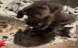 Mixed Breed cats for sale: Russian blue cross black and tabby kittens  - Advert 34