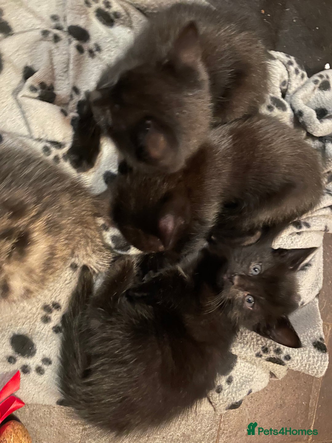 Mixed Breed cats for sale: Russian blue cross black and tabby kittens  - Advert 34
