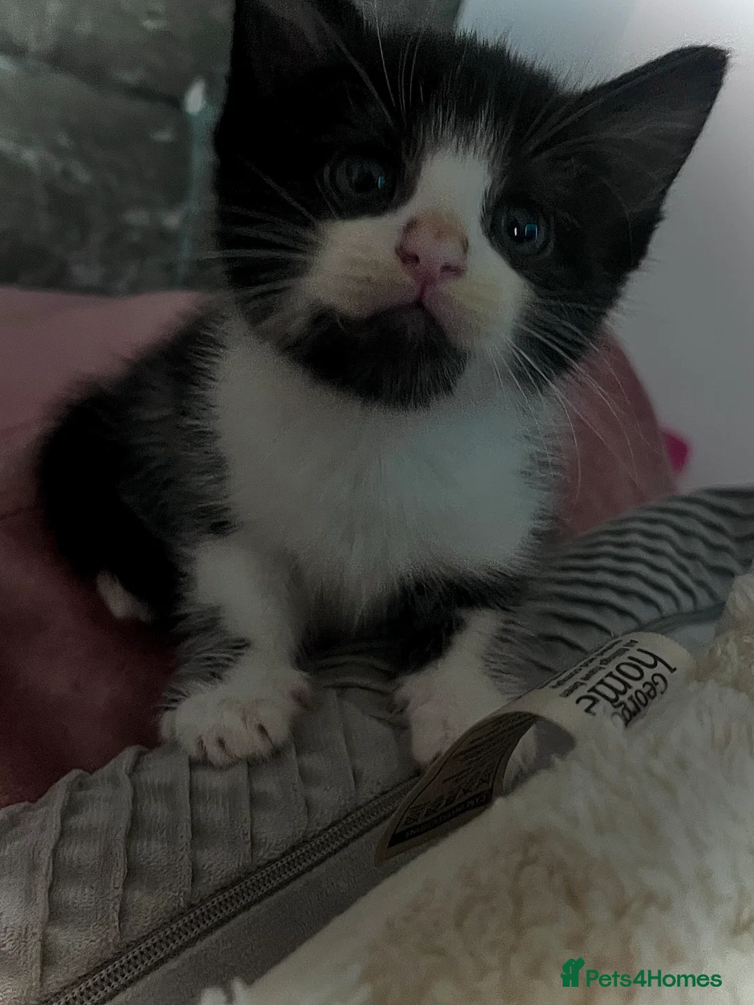 Mixed Breed cats for sale: CUTE KITTENS FOR SALE - Advert 15