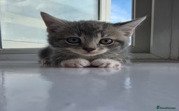 British Shorthair cats for sale: Cutie and cozy kittens are ready to join your home - Image 10